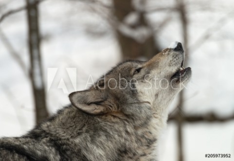 Picture of Timber Wolf also known as a Gray or Grey Wolf howling in the snow